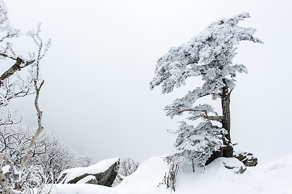 포토 JPG 주간 나무 설경 한국 풍경 사람없음 야외 눈 겨울산 덕유산 무주 향적봉 겨울풍경 국내포토 자연요소 식물 아시아 겨울 날씨 산 전라북도 파일형식