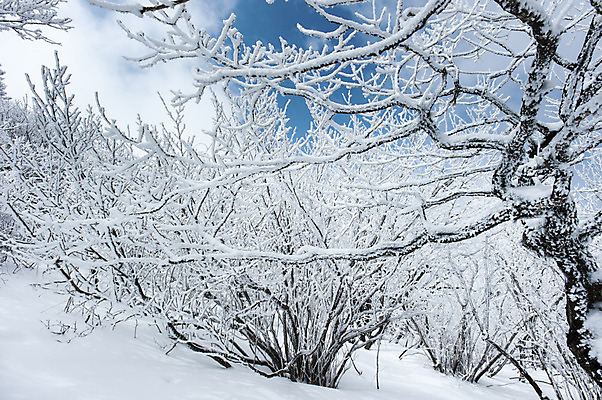 포토 JPG 주간 나무 설경 한국 풍경 사람없음 야외 나뭇가지 눈 덕유산 앙상함 무주 향적봉 겨울풍경 국내포토 자연요소 식물 아시아 겨울 날씨 산 전라북도 파일형식