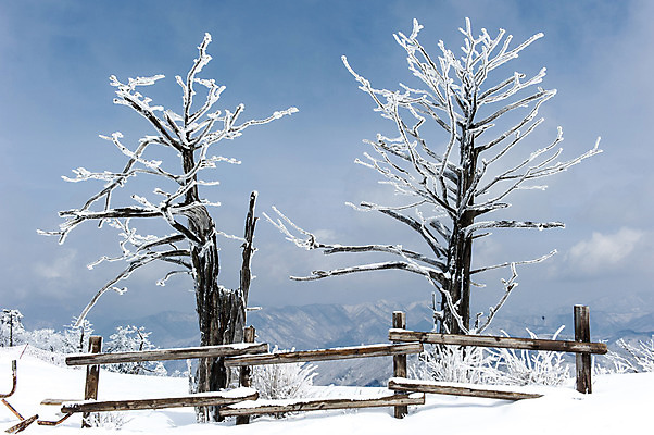 포토 JPG 주간 나무 설경 하늘 한국 풍경 사람없음 야외 울타리 눈 겨울산 덕유산 앙상함 무주 향적봉 겨울풍경 국내포토 자연요소 식물 아시아 겨울 날씨 산 담장 전라북도 파일형식