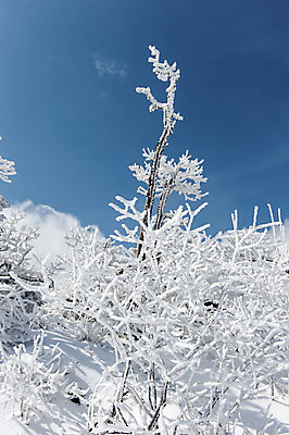 포토 JPG 주간 설경 하늘 한국 풍경 사람없음 야외 나뭇가지 눈 덕유산 앙상함 무주 향적봉 겨울풍경 국내포토 자연요소 나무 아시아 겨울 날씨 산 전라북도 파일형식
