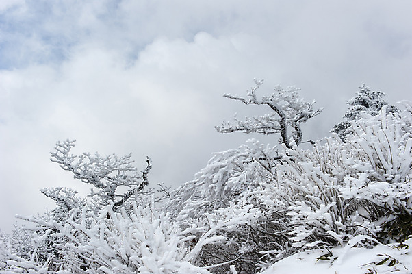 포토 JPG 주간 나무 구름 설경 한국 풍경 사람없음 야외 나뭇가지 눈 겨울산 덕유산 앙상함 무주 향적봉 겨울풍경 국내포토 자연요소 식물 아시아 겨울 날씨 산 전라북도 파일형식