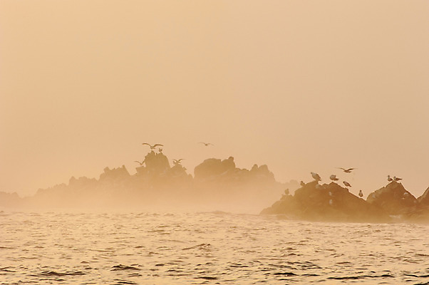 포토 JPG 주간 바다 갈매기 하늘 한국 풍경 사람없음 야외 일출 일몰 안개 바위 경주 문무대왕릉 국내포토 자연요소 아시아 조류 날씨 노을 돌_바위 경상북도 파일형식
