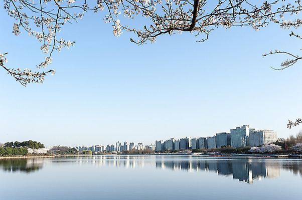 포토 JPG 주간 공원 호수 한국 풍경 사람없음 야외 건물 반사 봄 벚꽃 나뭇가지 호수공원 국내포토 자연요소 나무 건축물 계절 공공시설 꽃 아시아 파일형식