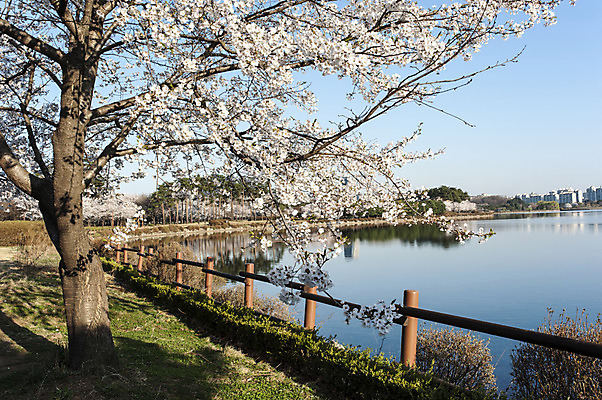 포토 JPG 주간 공원 호수 한국 한그루 풍경 사람없음 야외 울타리 봄 벚꽃 벚나무 호수공원 국내포토 자연요소 나무 1 계절 공공시설 꽃 아시아 담장 파일형식