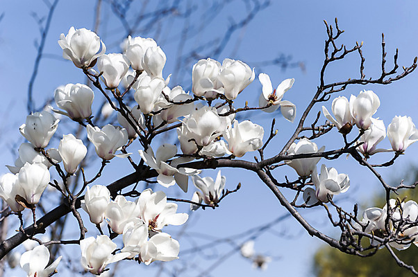 포토 JPG 주간 여러송이 사람없음 야외 흰색 나뭇가지 목련 호수공원 국내포토 자연요소 나무 공원 꽃 컬러 다수 파일형식