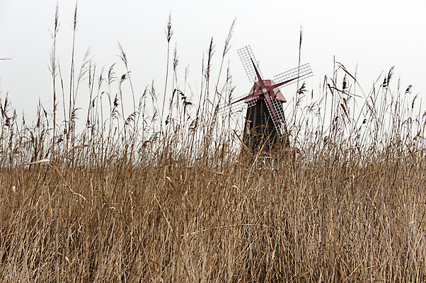 포토 JPG 주간 한국 풍경 사람없음 야외 풍차 갈대밭 인천 소래포구 억새밭 국내포토 자연요소 아시아 항구 억새 파일형식 갈대_식물