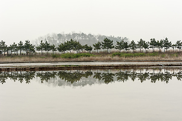 포토 JPG 주간 나무 한국 여러그루 풍경 사람없음 야외 강 반사 인천 소래포구 국내포토 자연요소 식물 아시아 다수 항구 파일형식