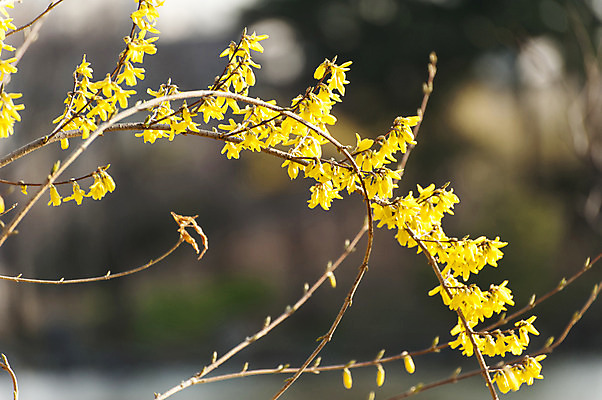포토 JPG 주간 여러송이 사람없음 야외 아웃포커스 노란색 개나리 호수공원 국내포토 자연요소 공원 꽃 컬러 다수 촬영기법 파일형식