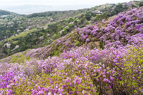 포토 JPG 주간 꽃 한국 풍경 사람없음 야외 봄 자주색 진달래 고려산 국내포토 자연요소 식물 계절 아시아 컬러 산 인천 파일형식