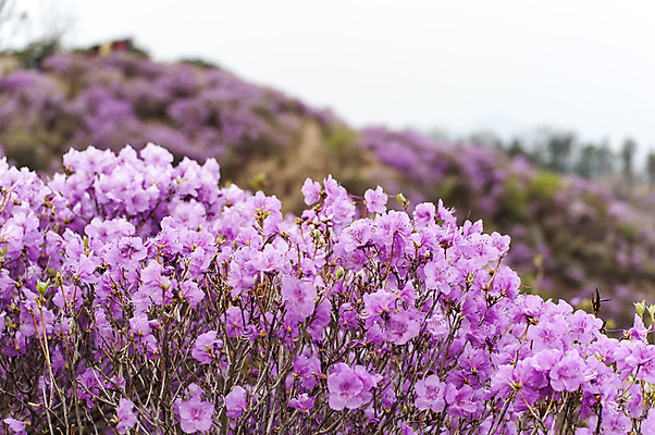 포토 JPG 주간 꽃 사람없음 야외 아웃포커스 봄 자주색 진달래 고려산 국내포토 자연요소 식물 계절 컬러 산 촬영기법 인천 파일형식
