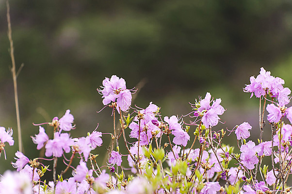 포토 JPG 주간 꽃 사람없음 야외 아웃포커스 봄 자주색 진달래 고려산 국내포토 자연요소 식물 계절 컬러 산 촬영기법 인천 파일형식