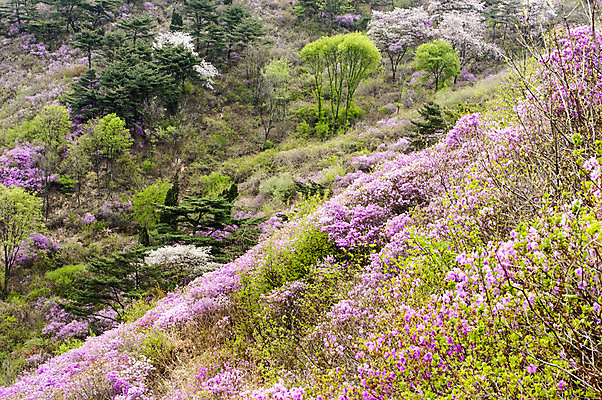 포토 JPG 주간 꽃 한국 풍경 사람없음 야외 봄 자주색 진달래 고려산 국내포토 자연요소 식물 계절 아시아 컬러 산 인천 파일형식