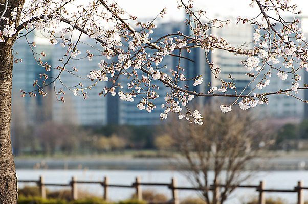 포토 JPG 주간 한국 사람없음 야외 아웃포커스 봄 벚꽃 나뭇가지 벚나무 호수공원 국내포토 자연요소 나무 계절 공원 꽃 아시아 촬영기법 파일형식