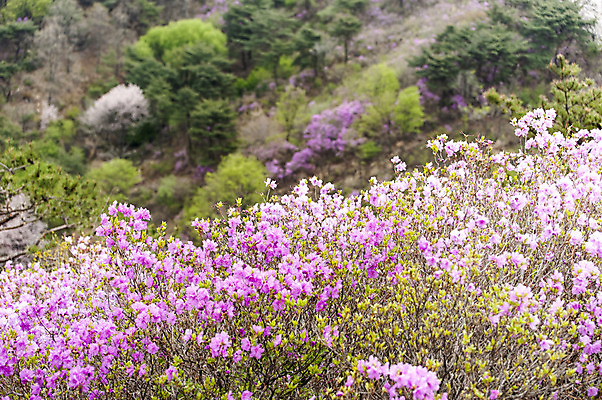 포토 JPG 주간 꽃 한국 풍경 사람없음 야외 봄 자주색 진달래 고려산 국내포토 자연요소 식물 계절 아시아 컬러 산 인천 파일형식