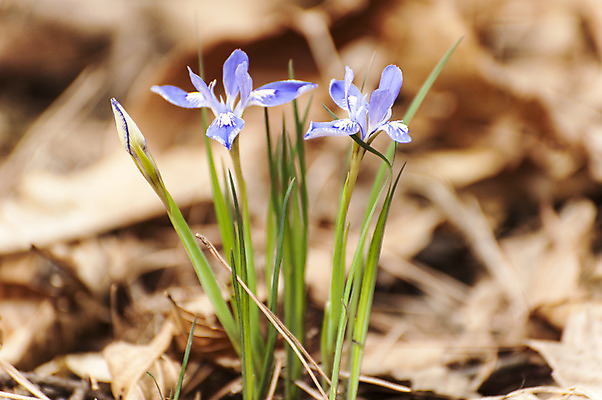 포토 JPG 주간 사람없음 야외 아웃포커스 보라색 두송이 붓꽃 고려산 국내포토 자연요소 꽃 컬러 2 산 촬영기법 인천 파일형식
