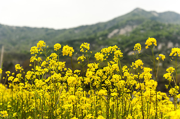 포토 JPG 주간 꽃 여러송이 꽃밭 사람없음 야외 아웃포커스 노란색 고려산 국내포토 자연요소 식물 컬러 다수 산 촬영기법 인천 파일형식