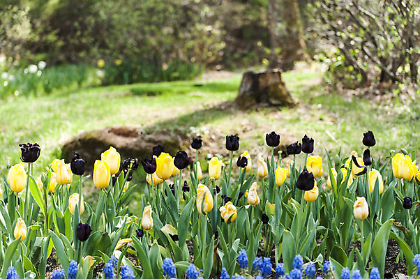 포토 JPG 주간 여러송이 사람없음 야외 노란색 검은색 튤립 국내포토 자연요소 꽃 컬러 다수 파일형식