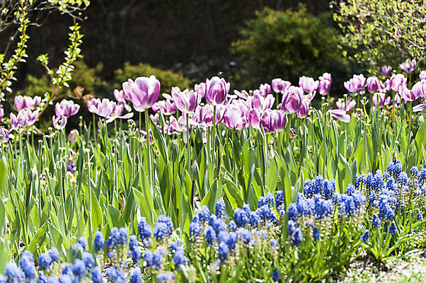 포토 JPG 주간 꽃 여러송이 꽃밭 사람없음 야외 파란색 보라색 튤립 국내포토 자연요소 식물 컬러 다수 파일형식
