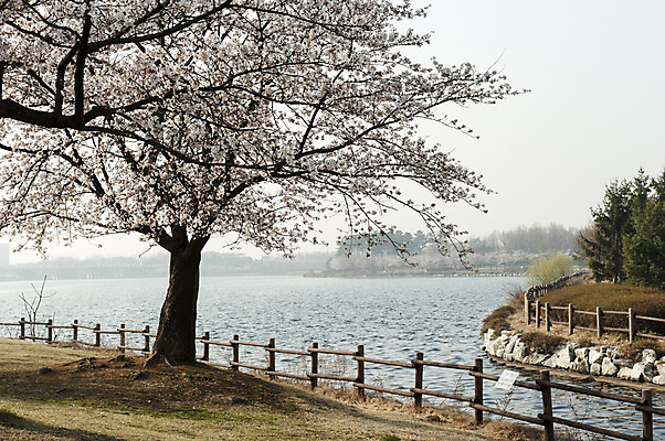 포토 JPG 주간 공원 호수 한국 풍경 사람없음 야외 봄 벚나무 호수공원 국내포토 자연요소 나무 계절 공공시설 아시아 벚꽃 파일형식