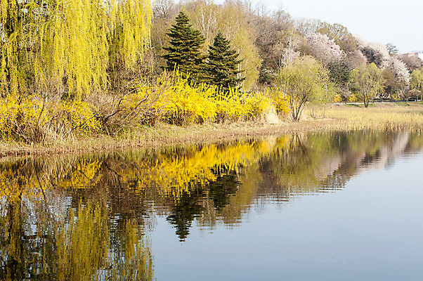 포토 JPG 주간 나무 호수 한국 여러그루 풍경 사람없음 야외 반사 호수공원 국내포토 자연요소 식물 공원 아시아 다수 파일형식