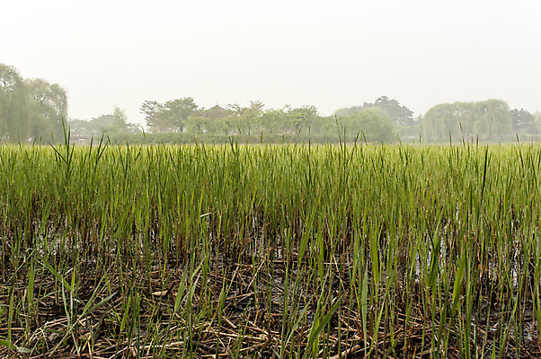 포토 JPG 주간 식물 한국 사람없음 야외 초록색 풀 잡초 호수공원 국내포토 자연요소 공원 아시아 컬러 파일형식
