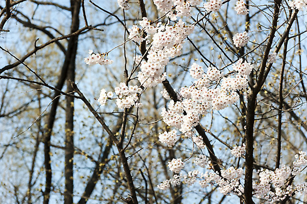 포토 JPG 주간 여러송이 사람없음 야외 봄 벚꽃 흰색 나뭇가지 벚나무 호수공원 국내포토 자연요소 나무 계절 공원 꽃 컬러 다수 파일형식