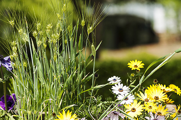 포토 JPG 주간 식물 꽃 여러송이 사람없음 야외 아웃포커스 노란색 벼 흰색 국내포토 자연요소 컬러 다수 곡류 촬영기법 파일형식