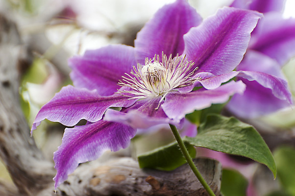 포토 JPG 주간 한송이 봄꽃 사람없음 야외 아웃포커스 자주색 호수공원 국내포토 자연요소 1 공원 꽃 컬러 촬영기법 봄 송이 파일형식