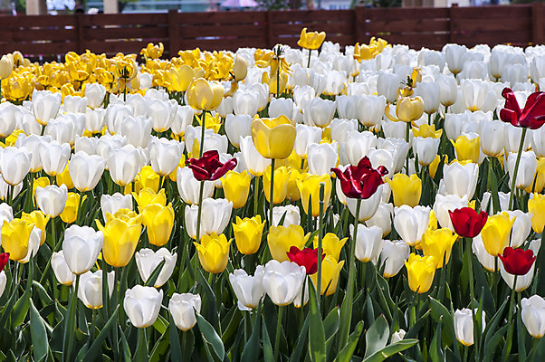 포토 JPG 주간 여러송이 꽃밭 사람없음 야외 빨간색 노란색 튤립 흰색 국내포토 자연요소 꽃 컬러 다수 파일형식