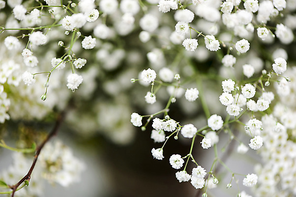 포토 JPG 주간 여러송이 사람없음 야외 아웃포커스 흰색 안개꽃 국내포토 자연요소 꽃 컬러 다수 촬영기법 한해살이풀 파일형식