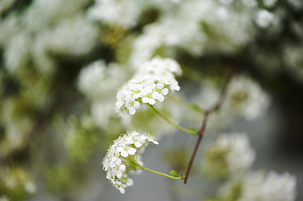 포토 JPG 주간 꽃 여러송이 사람없음 야외 아웃포커스 흰색 나뭇가지 배꽃 국내포토 자연요소 나무 식물 컬러 다수 촬영기법 파일형식
