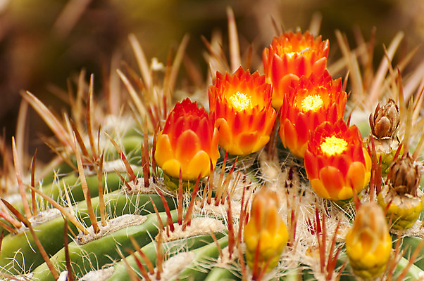 포토 JPG 주간 여러송이 선인장 근접촬영 사람없음 야외 빨간색 선인장꽃 국내포토 자연요소 식물 꽃 뷰포인트 컬러 다수 파일형식