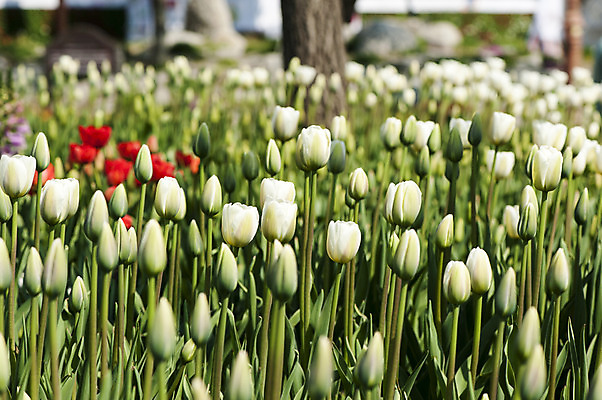 포토 JPG 주간 여러송이 꽃밭 사람없음 야외 봄 튤립 흰색 호수공원 국내포토 자연요소 계절 공원 꽃 컬러 다수 파일형식