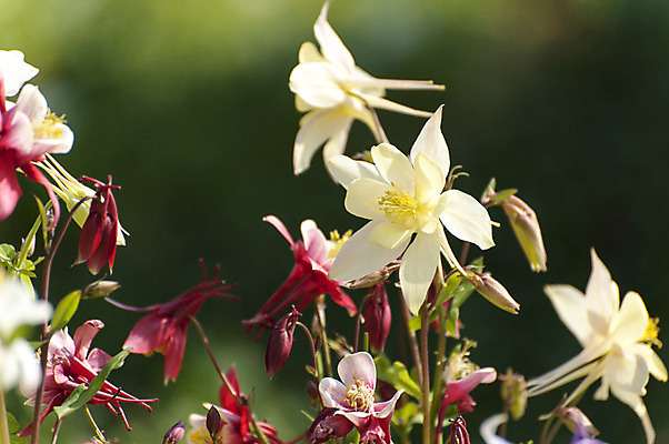 포토 JPG 주간 여러송이 사람없음 야외 빨간색 흰색 백합 호수공원 국내포토 자연요소 공원 꽃 컬러 다수 파일형식