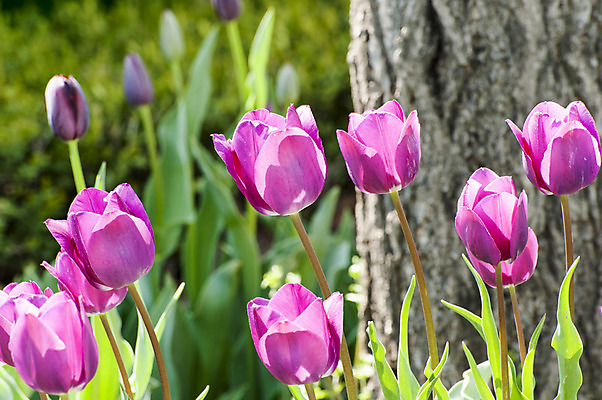 포토 JPG 주간 분홍색 여러송이 사람없음 야외 튤립 호수공원 국내포토 자연요소 공원 꽃 컬러 다수 파일형식
