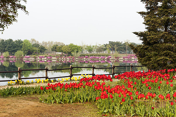 포토 JPG 주간 호수 여러송이 꽃밭 한국 풍경 사람없음 야외 빨간색 울타리 봄 튤립 호수공원 국내포토 자연요소 계절 공원 꽃 아시아 컬러 다수 담장 파일형식