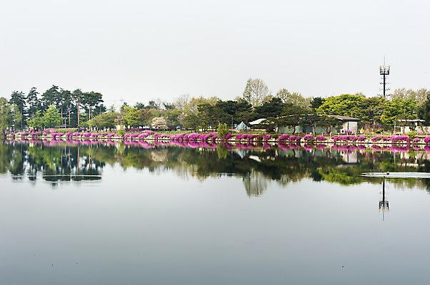 포토 JPG 주간 나무 공원 호수 한국 풍경 사람없음 야외 반사 봄 호수공원 국내포토 자연요소 식물 계절 공공시설 아시아 파일형식