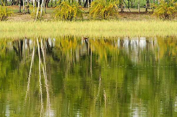 포토 JPG 주간 공원 호수 한국 잔디 사람없음 야외 반사 봄 호수공원 국내포토 자연요소 식물 계절 공공시설 아시아 파일형식