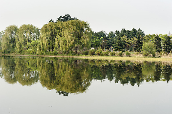 포토 JPG 주간 나무 공원 호수 한국 사람없음 야외 반사 봄 호수공원 국내포토 자연요소 식물 계절 공공시설 아시아 파일형식