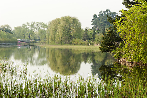 포토 JPG 주간 나무 공원 호수 한국 사람없음 야외 봄 풀 호수공원 국내포토 자연요소 식물 계절 공공시설 아시아 파일형식