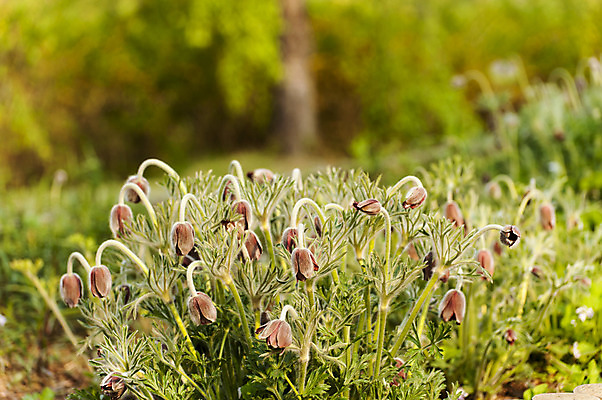 포토 JPG 주간 여러송이 사람없음 야외 아웃포커스 봄 꽃봉오리 할미꽃 호수공원 국내포토 자연요소 계절 공원 꽃 다수 촬영기법 파일형식