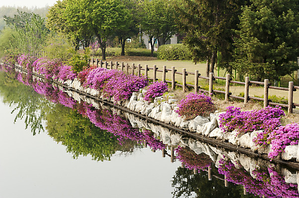 포토 JPG 주간 나무 꽃 호수 한국 풍경 사람없음 야외 울타리 반사 봄 호수공원 국내포토 자연요소 식물 계절 공원 아시아 담장 파일형식