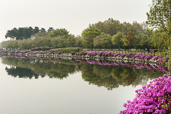 포토 JPG 주간 나무 꽃 호수 한국 풍경 사람없음 야외 봄 호수공원 국내포토 자연요소 식물 계절 공원 아시아 파일형식