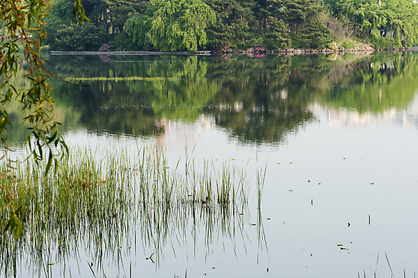 포토 JPG 주간 나무 호수 사람없음 야외 반사 봄 풀 호수공원 국내포토 자연요소 식물 계절 공원 파일형식