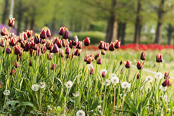 포토 JPG 주간 여러송이 꽃밭 사람없음 야외 아웃포커스 빨간색 봄 튤립 민들레 호수공원 국내포토 자연요소 계절 공원 꽃 컬러 다수 촬영기법 파일형식