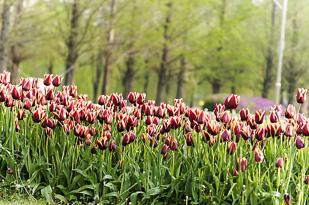 포토 JPG 주간 여러송이 꽃밭 사람없음 야외 아웃포커스 빨간색 봄 튤립 호수공원 국내포토 자연요소 계절 공원 꽃 컬러 다수 촬영기법 파일형식
