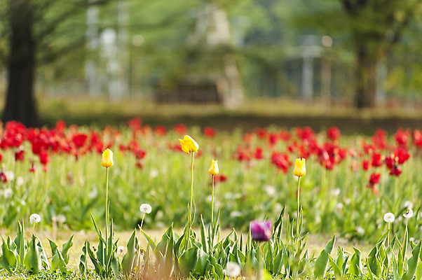 포토 JPG 주간 사람없음 야외 아웃포커스 노란색 봄 튤립 민들레 호수공원 국내포토 자연요소 계절 공원 꽃 컬러 촬영기법 파일형식