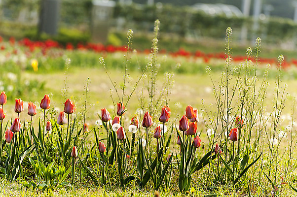 포토 JPG 주간 여러송이 사람없음 야외 아웃포커스 빨간색 봄 튤립 민들레 호수공원 국내포토 자연요소 계절 공원 꽃 컬러 다수 촬영기법 파일형식