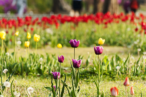 포토 JPG 주간 여러송이 꽃밭 사람없음 야외 아웃포커스 봄 튤립 자주색 호수공원 국내포토 자연요소 계절 공원 꽃 컬러 다수 촬영기법 파일형식