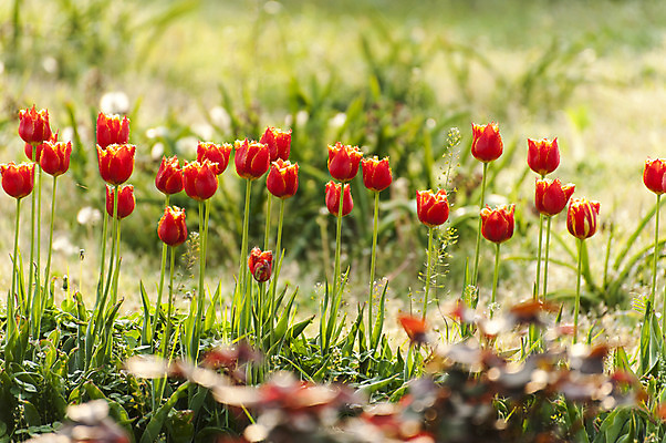 포토 JPG 주간 여러송이 사람없음 야외 아웃포커스 빨간색 봄 튤립 호수공원 국내포토 자연요소 계절 공원 꽃 컬러 다수 촬영기법 파일형식